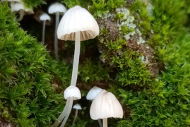 Liliputi Gombok .jpg